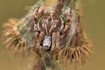 Körbchenspinne (Agalenatea redii)
