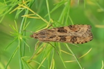 Wanderzünsler (Nomophila noctuella)