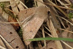Kleine Kätzcheneule (Orthosia cruda)