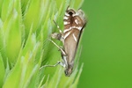 Ohne deutschen Namen (Glyphipterix simpliciella) - Eiablage