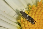 Ohne deutschen Namen (Glyphipterix simpliciella)
