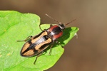 Kreuzschnellkäfer (Selatosomus cruciatus)