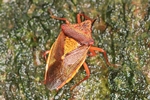 Stachelwanze - (Acanthosoma haemorrhoidale) - Herbstfärbung
