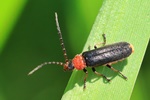 Ohne deutschen Namen (Silis ruficollis)