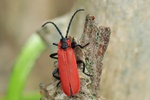 Rüssel-Rotdeckenkäfer (Lygistopterus sanguineus)