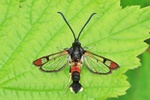Weiden-Glasflügler (Synanthedon formicaeformis)
