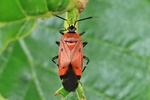 Dreigestreifte Weichwanze (Deraeocoris trifasciatus) - Orange Farbform
