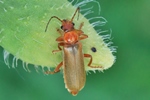 Roter Fliegenkäfer (Cantharis rufa)