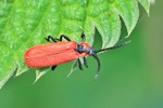 Rüssel-Rotdeckenkäfer (Lygistopterus sanguineus)