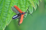 Rüssel-Rotdeckenkäfer (Lygistopterus sanguineus)