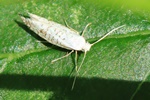 Ohne deutschen Namen (Argyresthia retinella)