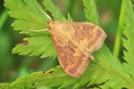 Maiszünsler (Ostrinia nubilalis)