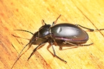 Goldleiste (Carabus violaceus)