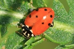 Veränderlicher Marienkäfer (Hippodamia variegata)