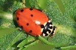 Veränderlicher Marienkäfer (Hippodamia variegata)