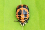 Asiatischer Marienkäfer (Harmonia axyridis) - Puppe