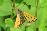 Gold-Dickkopffalter (Carterocephalus silvicola) - Männchen