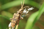 Eichen-Zangenbock (Rhagium sycophanta)