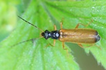 Bleicher Fliegenkäfer (Rhagonycha lignosa)