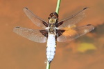 Plattbauch (Libellula depressa) - Männchen