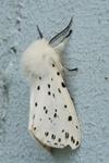 Breitflügeliger Fleckleibbär (Spilosoma lubricipeda) - Männchen