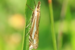  Ohne deutschen Namen (Crambus pratella)
