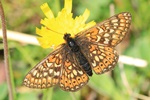 Goldener Scheckenfalter (Euphydryas aurinia)