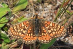 Goldener Scheckenfalter (Euphydryas aurinia)