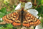 Goldener Scheckenfalter (Euphydryas aurinia)