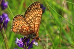 Goldener Scheckenfalter (Euphydryas aurinia)