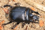 Stierkäfer (Typhaeus typhoeus) - Männchen