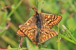 Goldener Scheckenfalter (Euphydryas aurinia)