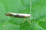 Ohne deutschen Namen (Argyresthia spinosella)