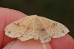 Gelbbrauner Eichen-Gürtelpuppenspanner (Cyclophora porata) - Gerettet von einem Spinnenfaden