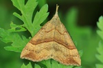Nessel-Schnabeleule (Hypena proboscidalis)