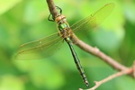 Glänzende Smaragdlibelle (Somatochlora metallica) - Noch nicht ausgefärbtes Männchen