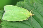 Eichenwickler (Tortrix viridana)