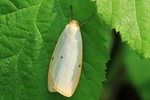 Elfenbein Flechtenbärchen (Cybosia mesomella)