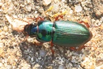 Metallischer Schnellläufer (Harpalus affinis)