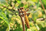 Plattbauch (Libellula depressa) - Weibchen