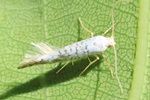 Ohne deutschen Namen (Argyresthia retinella)
