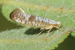 Ohne deutschen Namen (Argyresthia retinella)