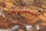 Steinläufer (Lithobius forficatus)