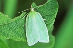 Eichenwickler (Tortrix viridana)