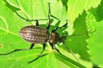 Gekörnter Laufkäfer (Carabus granulatus)