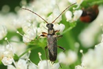 Mattschwarzer Blütenbock (Grammoptera ruficornis)