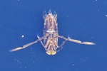   Rückenschwimmer (Notonecta spec.)