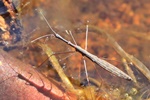 Gemeiner Teichläufer (Hydrometra stagnorum)
