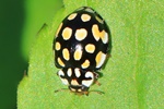 Schöner Marienkäfer (Sospita vigintiguttata)