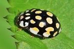 Schöner Marienkäfer (Sospita vigintiguttata)